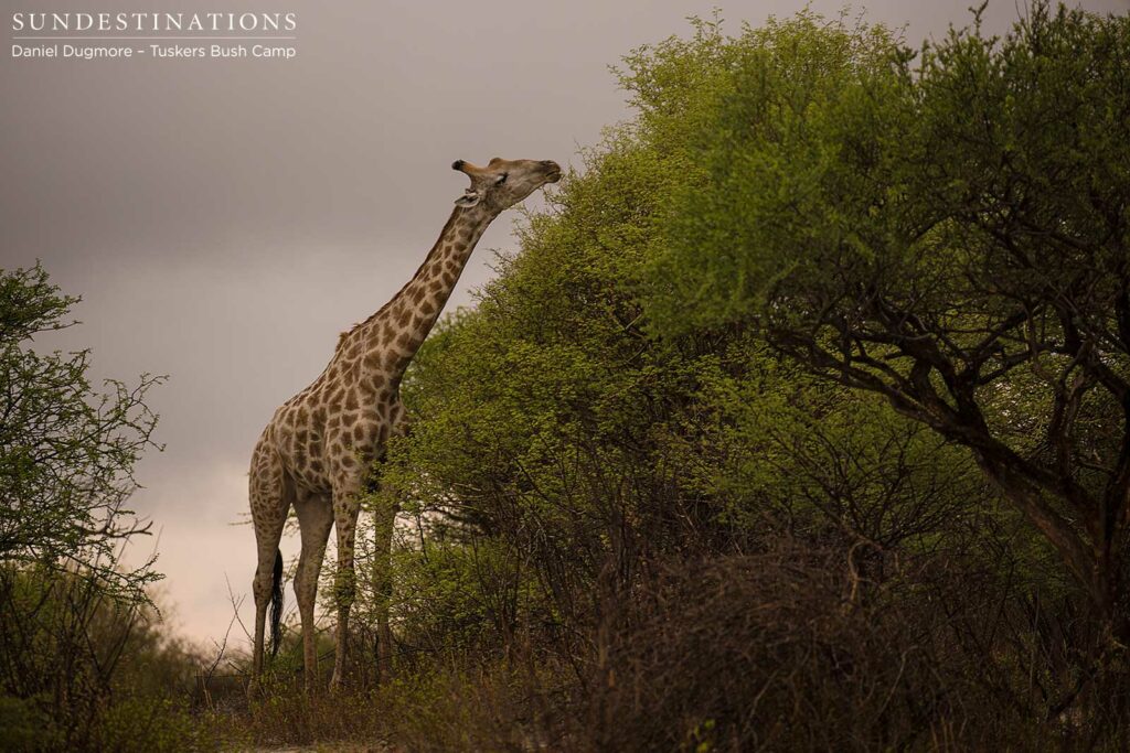 A giraffe bull determinedly reaches for the uppermost succulent leaves, as a storm cloud lurks in the background A giraffe bull determinedly reaches for the uppermost succulent leaves, as a storm cloud lurks in the background