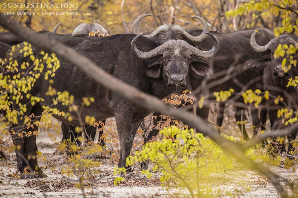 A herd of buffalo move warily through the Kwatale Conservancy, analysing the human audience with skepticism A herd of buffalo move warily through the Kwatale Conservancy, analysing the human audience with skepticism