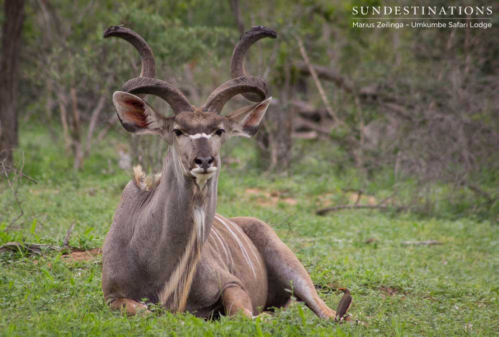 A kudu bull rests his legs, but remains alert in the dangerous territory that is the Sabi Sand A kudu bull rests his legs, but remains alert in the dangerous territory that is the Sabi Sand