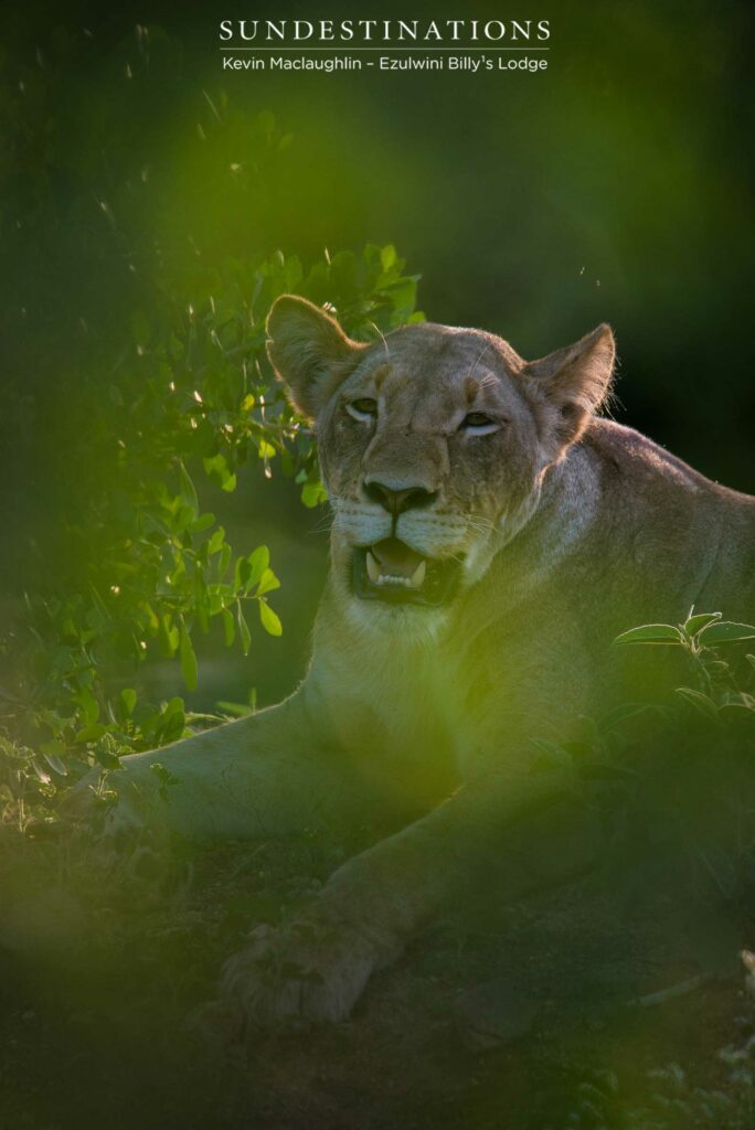 A lioness is awash with shades of emerald green and her ears are illuminated by the evening's gentle sun A lioness is awash with shades of emerald green and her ears are illuminated by the evening's gentle sun