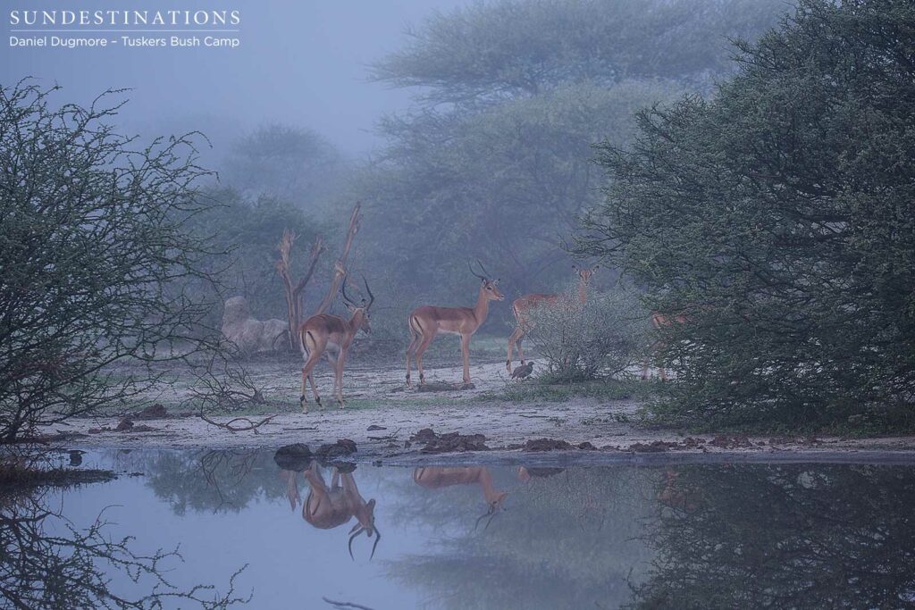 A misty morning after the rains fills the air with danger, as the impalas lose their ability to see stalking predators A misty morning after the rains fills the air with danger, as the impalas lose their ability to see stalking predators