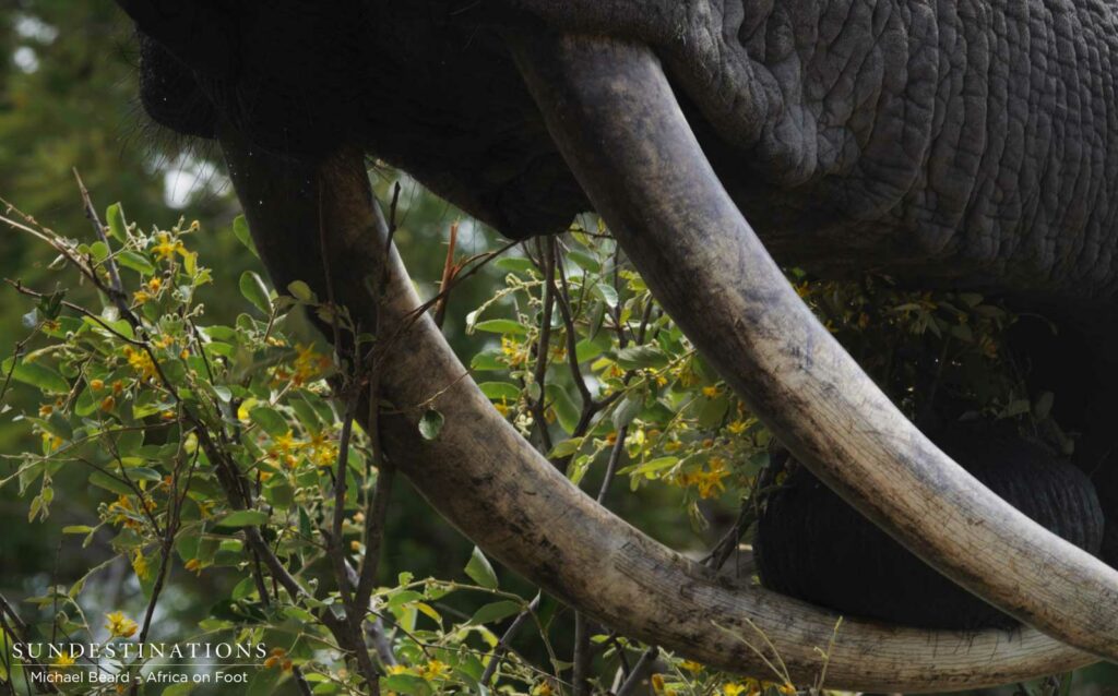 A pair of precious tusks A pair of precious tusks