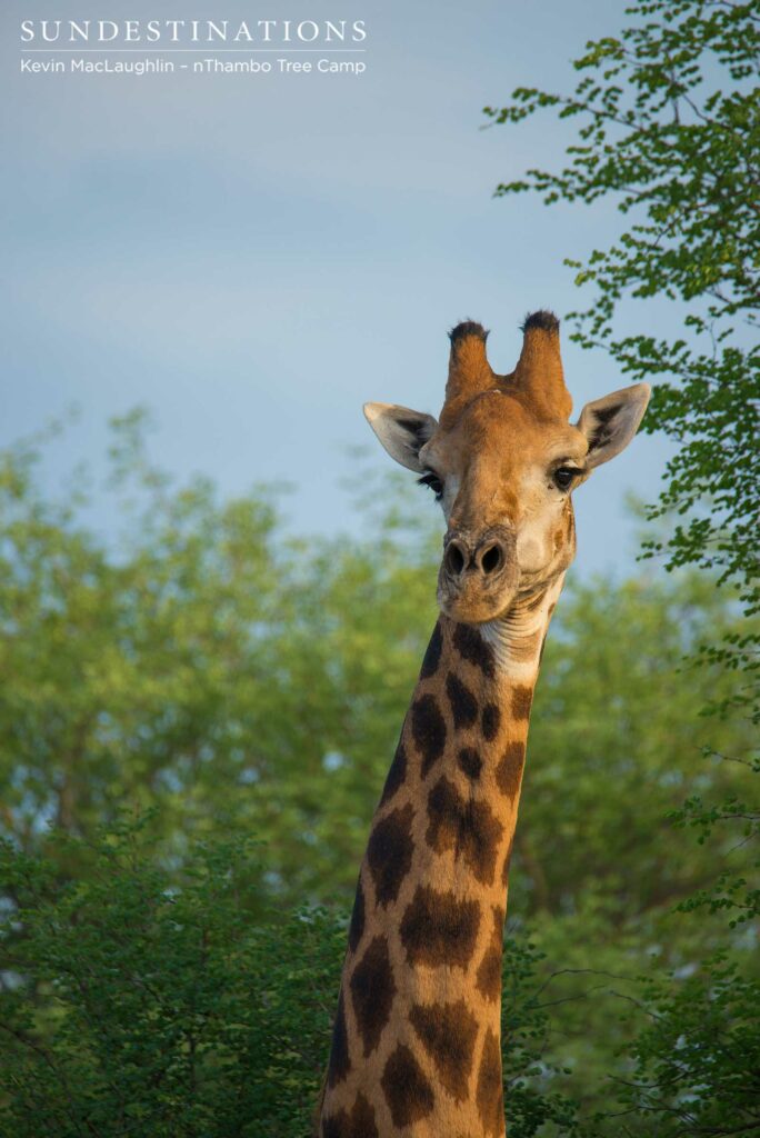 A-skeptical-gaze-directed-at-us-earthlings,-from-the-world's-tallest-mammal A-skeptical-gaze-directed-at-us-earthlings,-from-the-world's-tallest-mammal