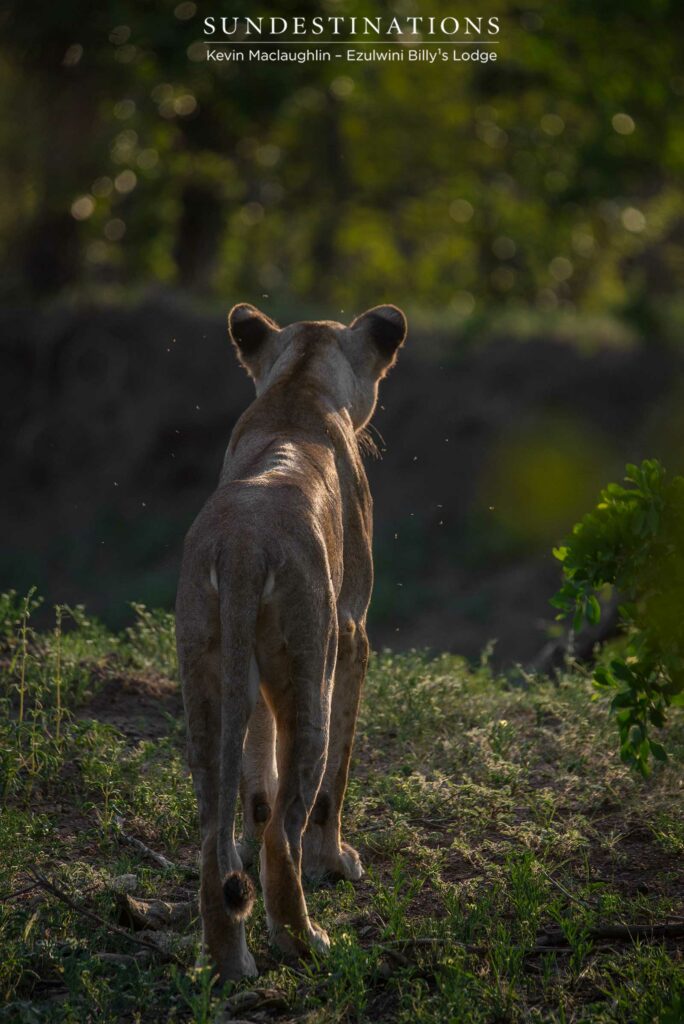 Alert - a lioness gazes down the embankment she occupies, accompanied by a gang of pesky flies Alert - a lioness gazes down the embankment she occupies, accompanied by a gang of pesky flies