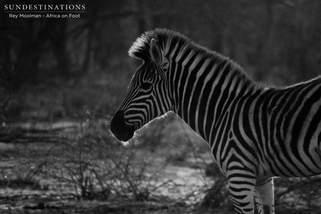 An illuminated mane gives this zebra foal a silver lining An illuminated mane gives this zebra foal a silver lining