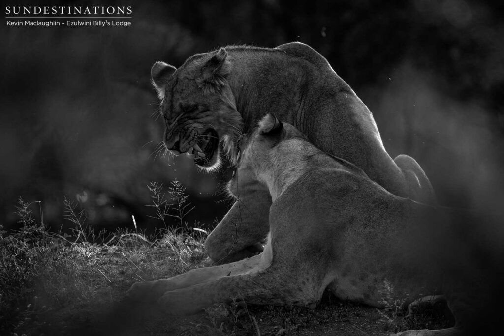 Conversations between cats - a pair of siblings exchange pleasantries during an afternoon siesta Conversations between cats - a pair of siblings exchange pleasantries during an afternoon siesta