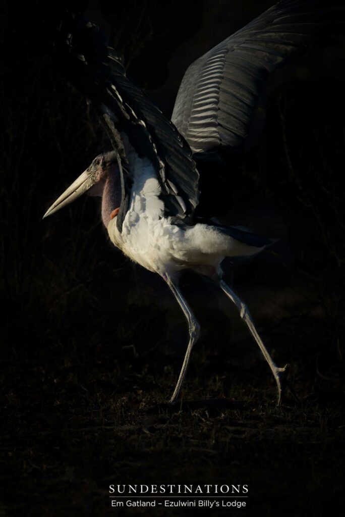 A marabou stork launches itself in one grand swoop A marabou stork launches itself in one grand swoop