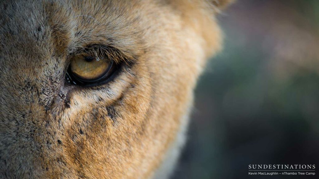 Up close with one of Africa's big cats Up close with one of Africa's big cats