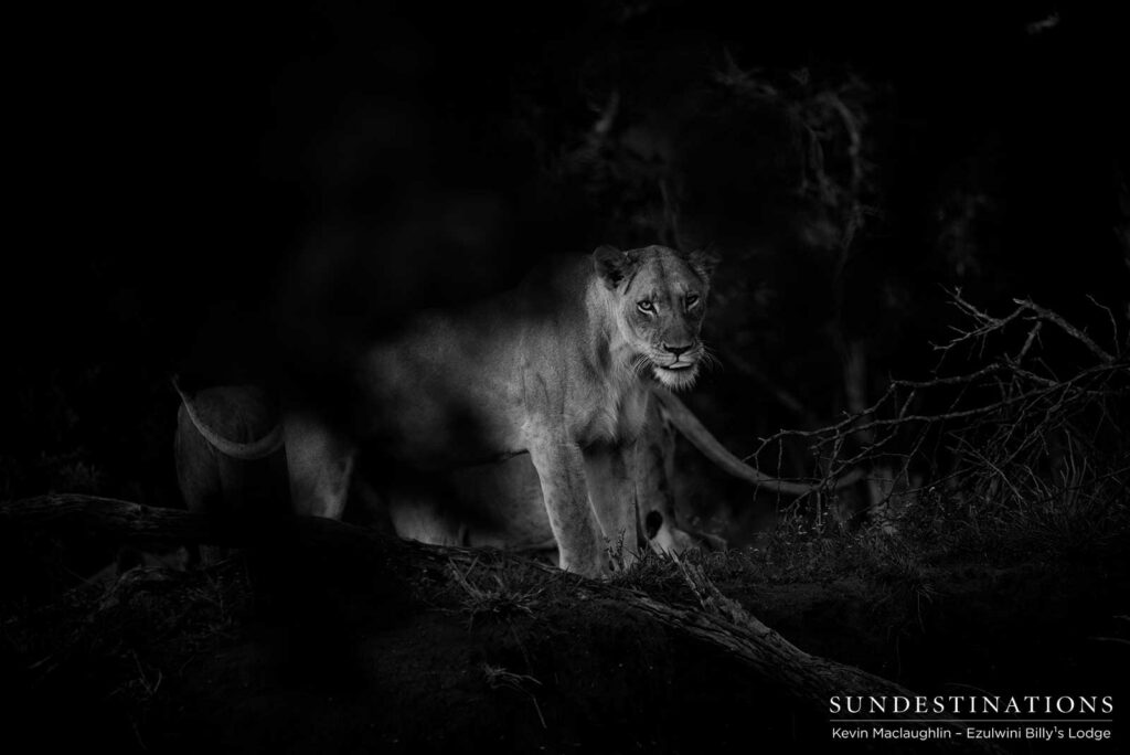 A pride of lion in the spotlight behind a mass of summer thicket A pride of lion in the spotlight behind a mass of summer thicket