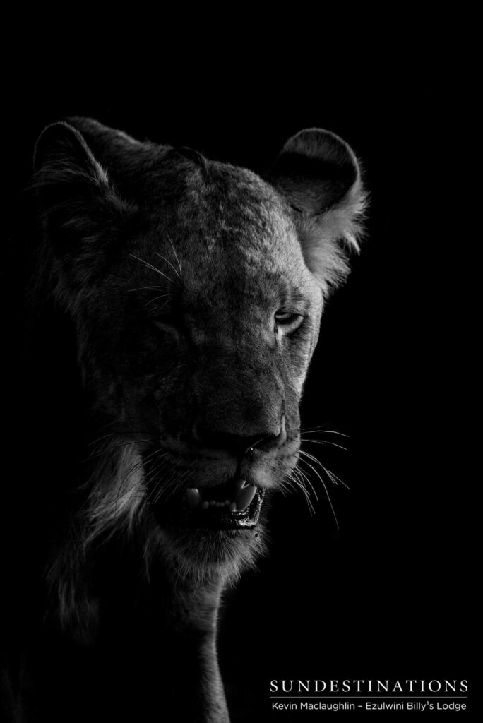 A silver lining glows around the face of a young male lion from Duma's Pride A silver lining glows around the face of a young male lion from Duma's Pride