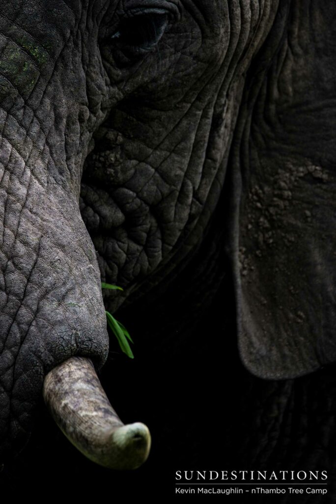 Mouthfuls of greens for our modern day mammoths Mouthfuls of greens for our modern day mammoths