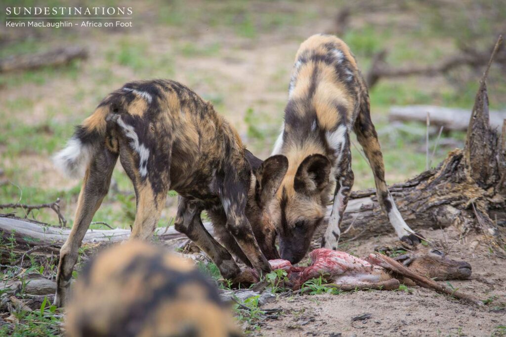 Wild dogs making a kill in front of nThambo Tree Camp