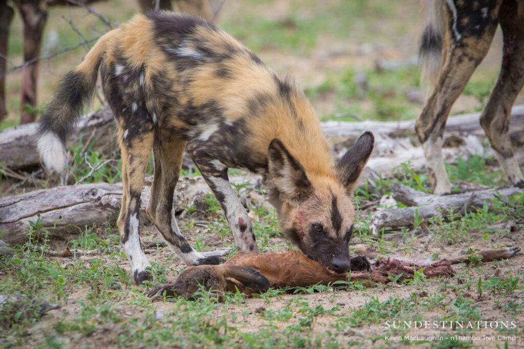 Wild dogs making a kill in front of nThambo Tree Camp