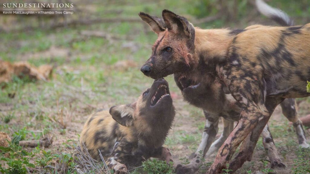Wild dogs making a kill in front of nThambo Tree Camp