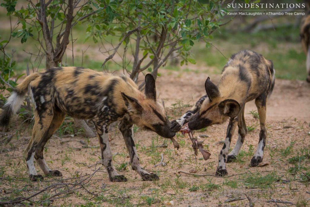 Wild dogs making a kill in front of nThambo Tree Camp