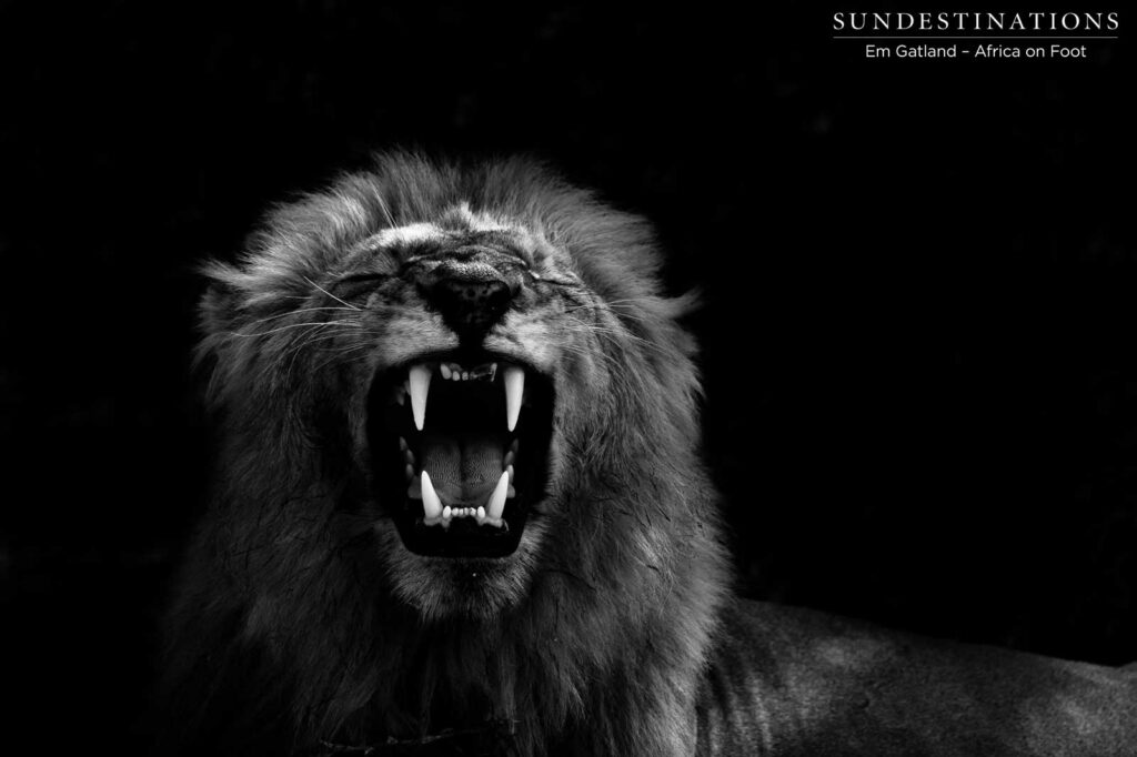Baring all 4 canines in a grand show of the Flehmen Grimace Baring all 4 canines in a grand show of the Flehmen Grimace