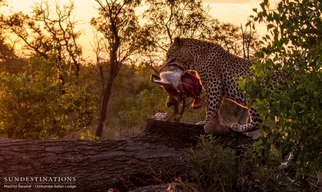Mighty Mxabene carries his kill into the setting sun Mighty Mxabene carries his kill into the setting sun