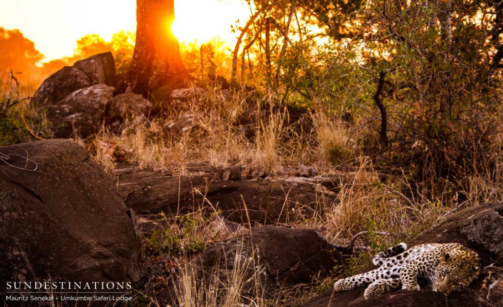 Kigelia basks in the last light of the day Kigelia basks in the last light of the day