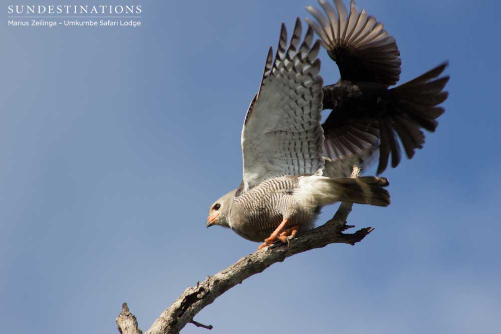 A gabar goshawk takes off as a fork-tailed drongo connects with his target