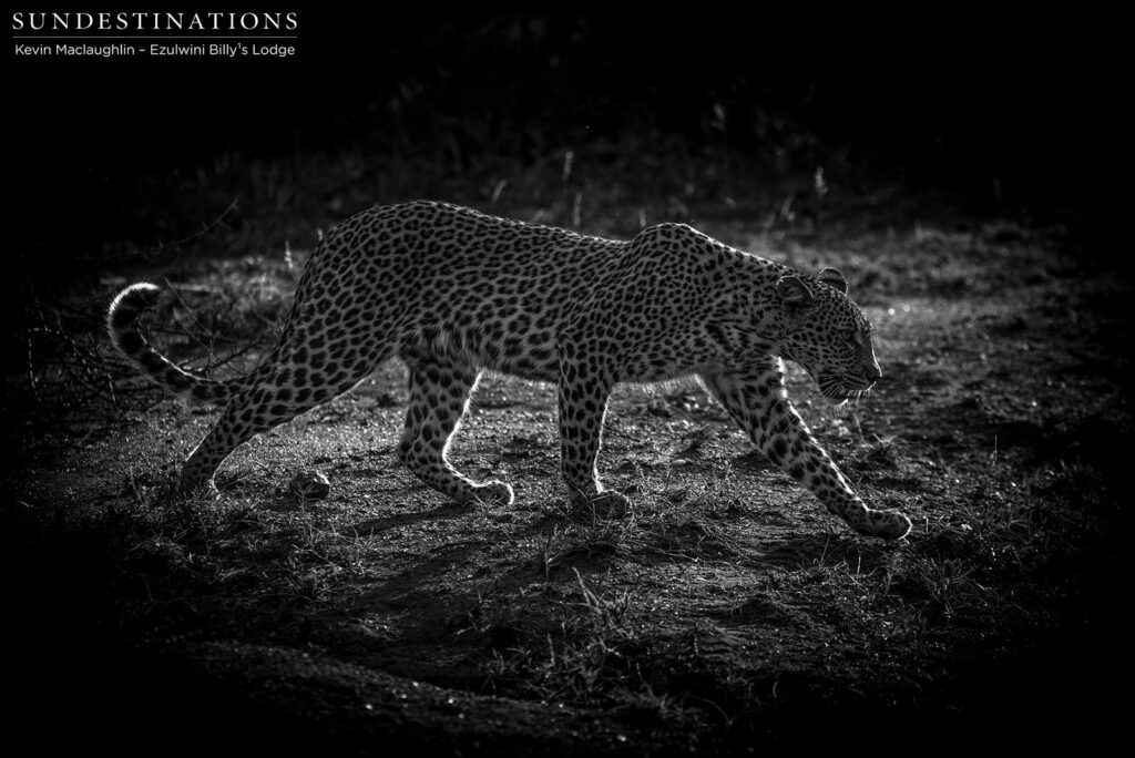 Long strides take this leopardess quickly through the open terrain before she gets comfortably lost in the the tangle of summer vegetation Long strides take this leopardess quickly through the open terrain before she gets comfortably lost in the the tangle of summer vegetation