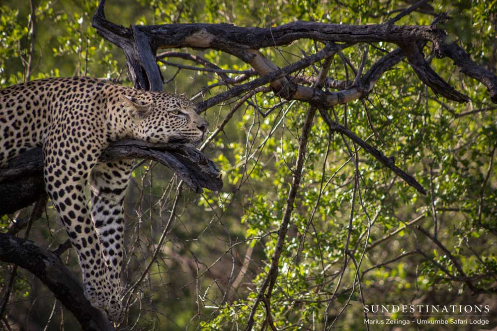 Sheer comfort found on a perfectly positioned branch gives this young male leopard the ideal spot for an afternoon siesta Sheer comfort found on a perfectly positioned branch gives this young male leopard the ideal spot for an afternoon siesta