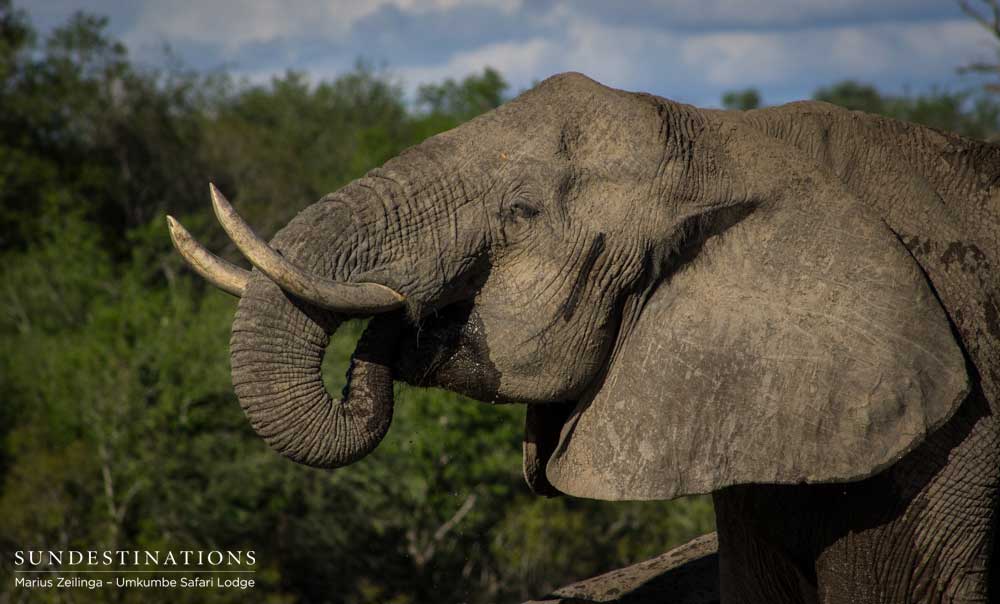 Taking it all in - an elephant quenches its thirst after injesting kilograms of vegetation Taking it all in - an elephant quenches its thirst after injesting kilograms of vegetation