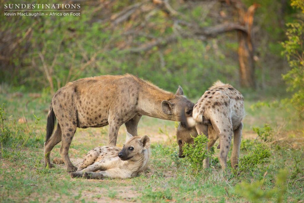 The greeting ceremony commences at a hyena gathering The greeting ceremony commences at a hyena gathering