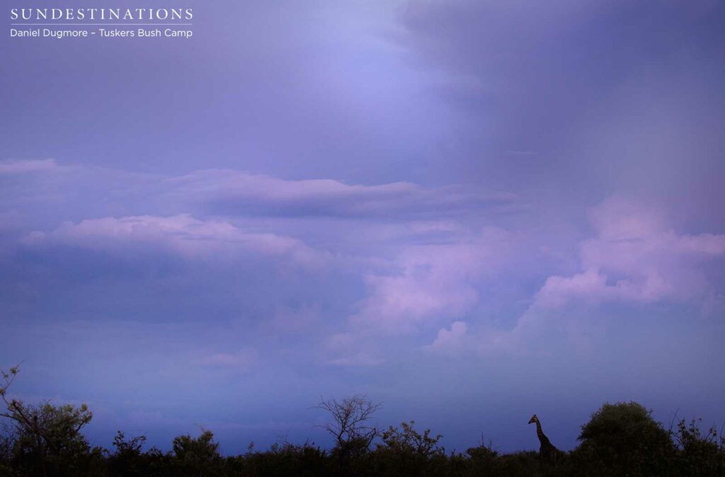 A giraffe silhouette stands out on a cloudy horizon A giraffe silhouette stands out on a cloudy horizon