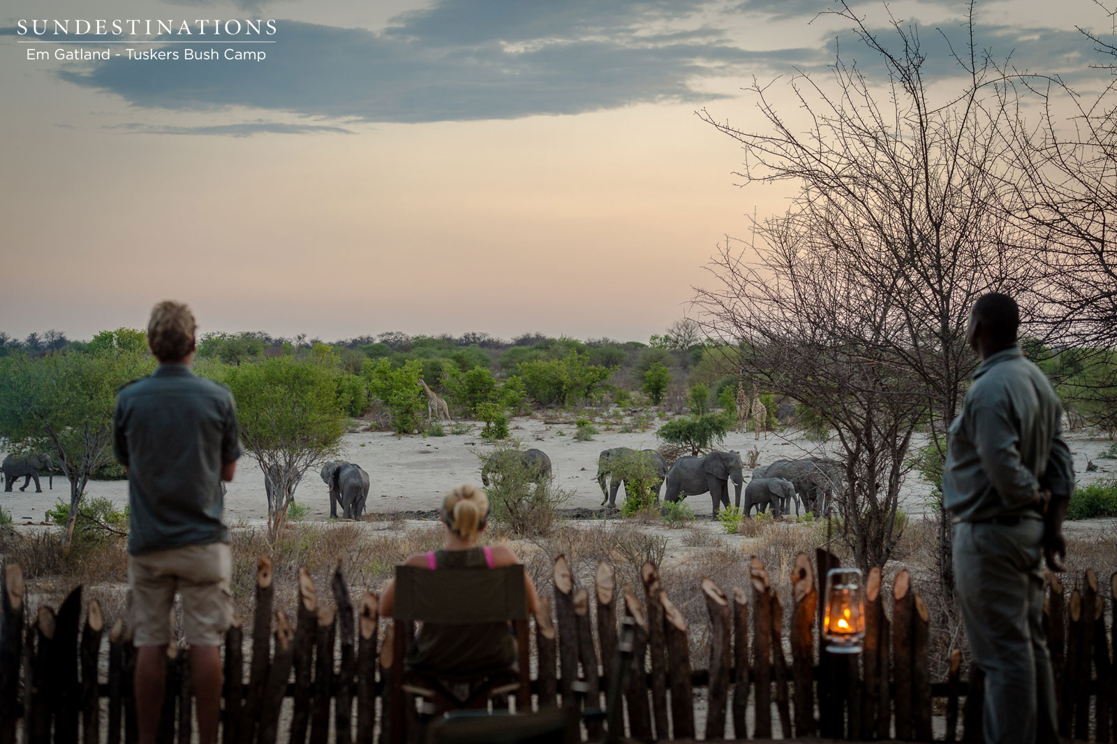 Elephants from Camp Elephants from Camp