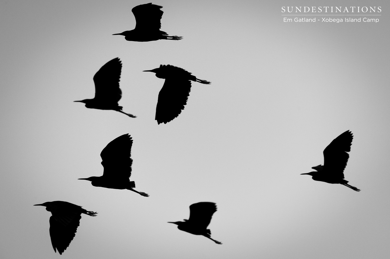 Xobega Birds in the Okavango Delta