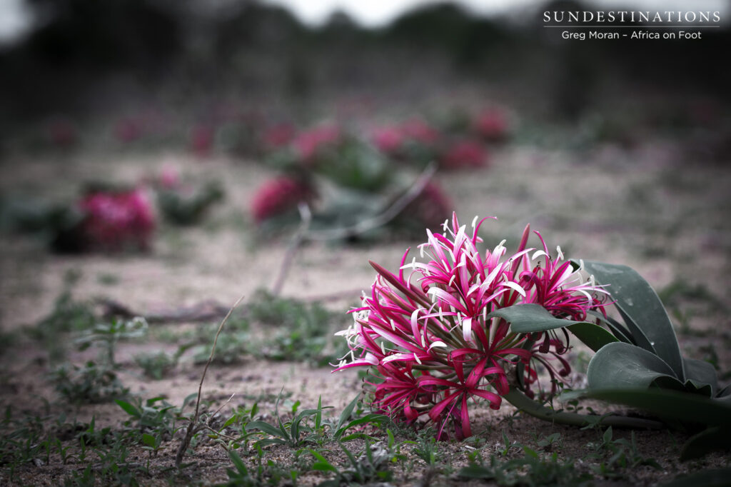 Impala Lily Klaserie