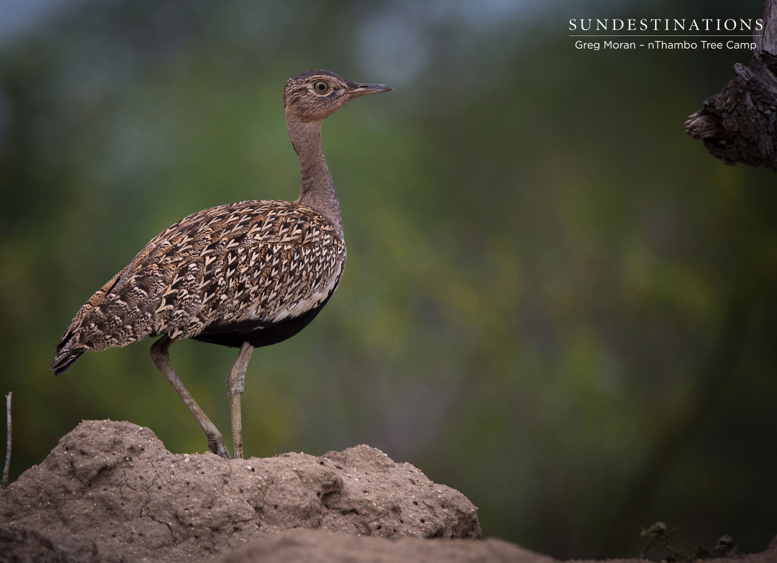Kori Bustard nThambo