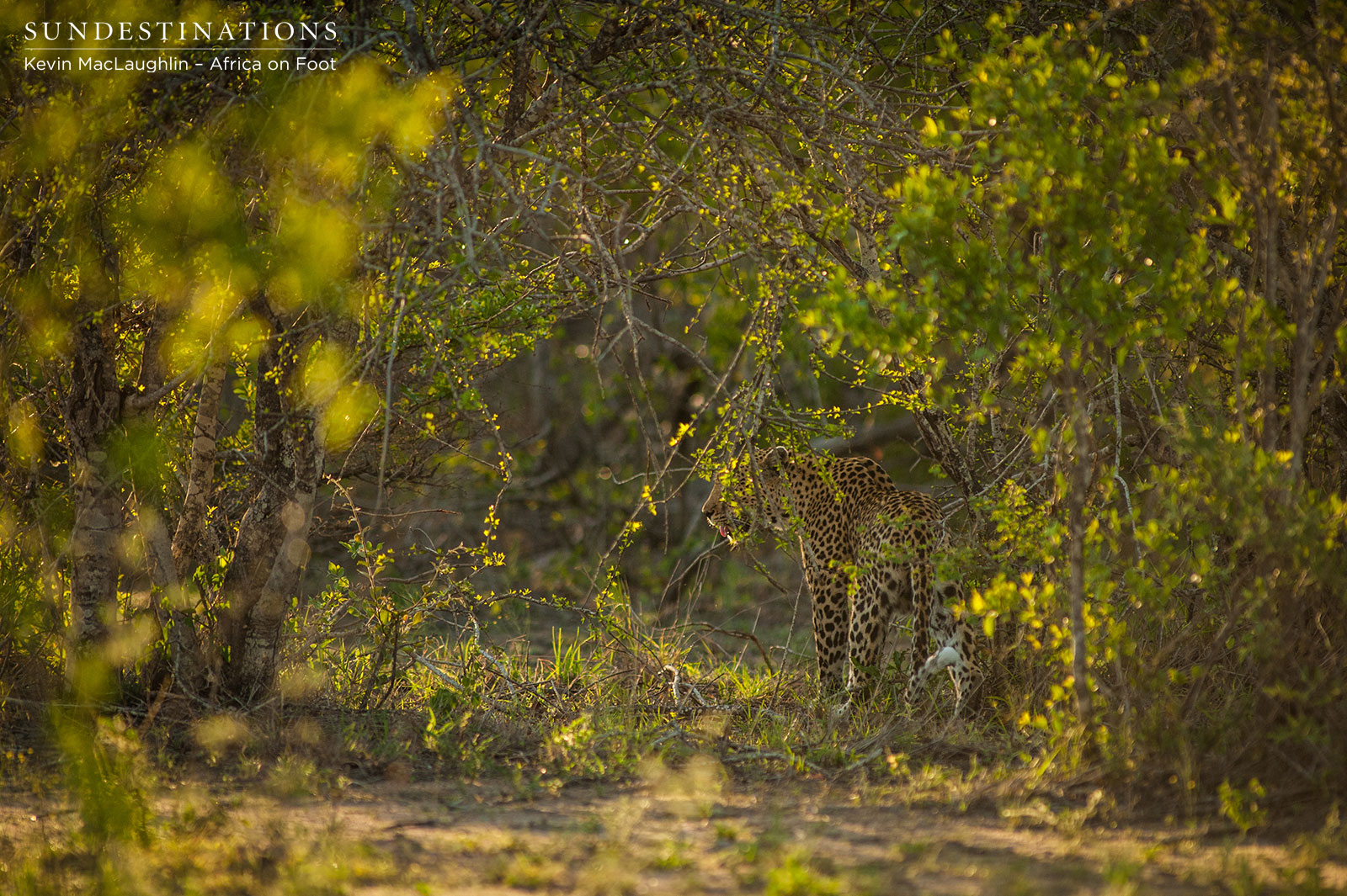 Leopard Africa on Foot