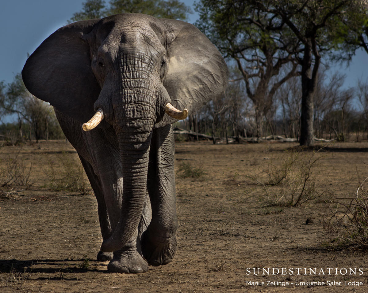 Elephants in Sabi Sand