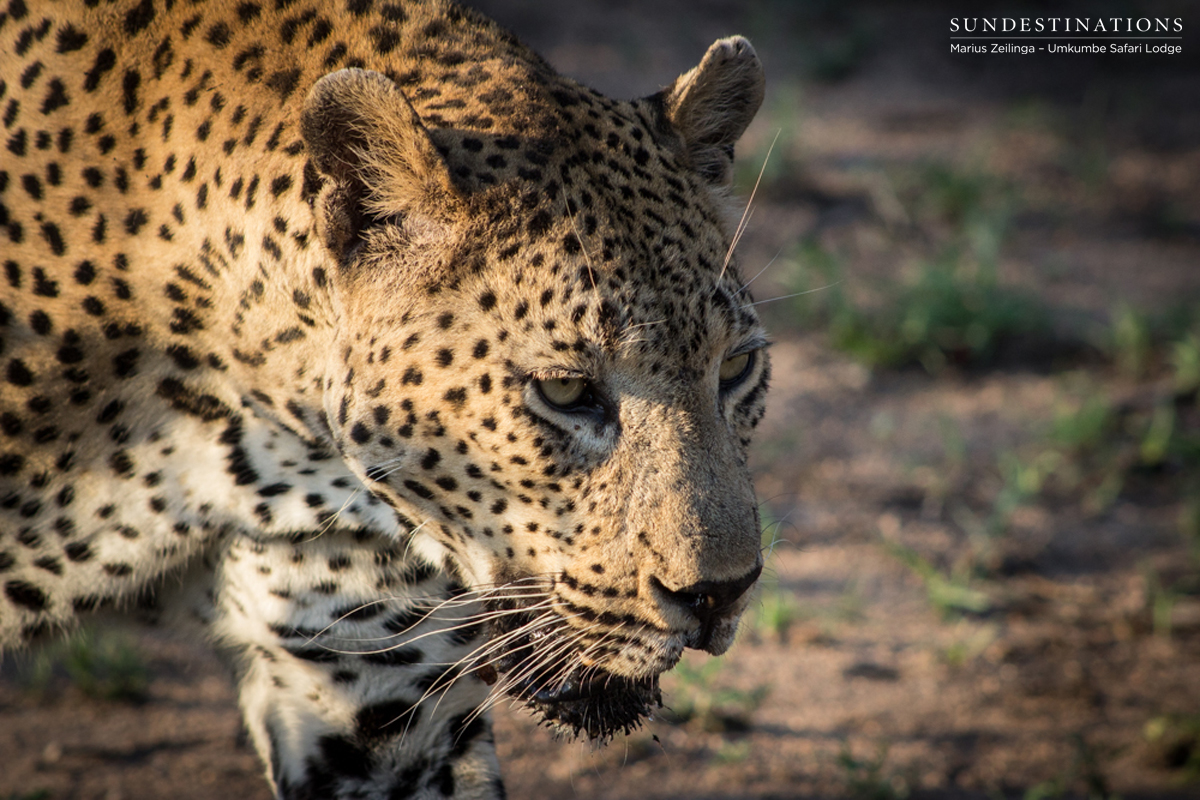Mxabene Leopard - Sabi Sand