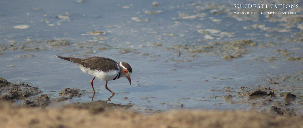 Wading Bird Umkumbe
