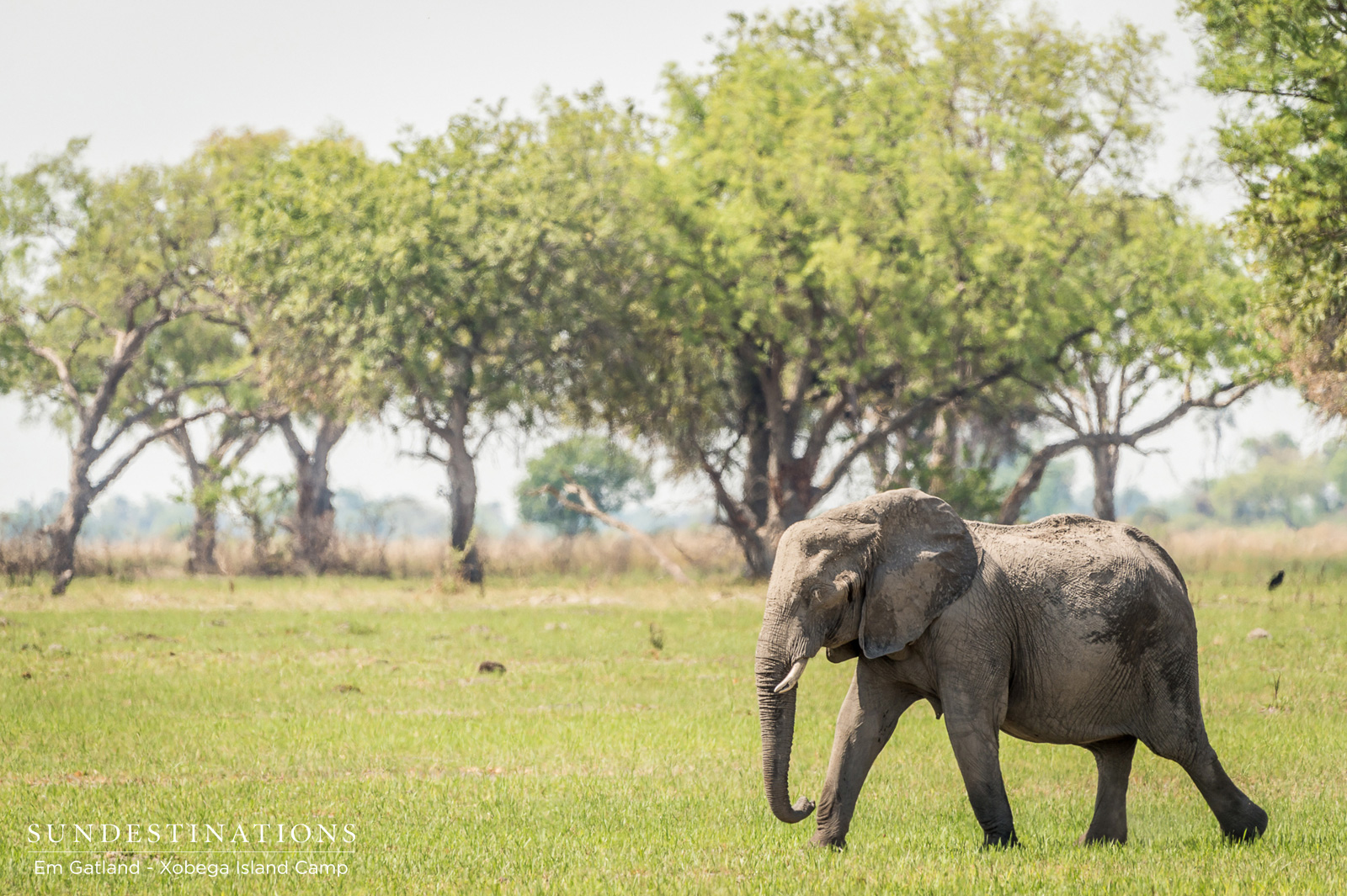 Elephant at Xobega Island Camp