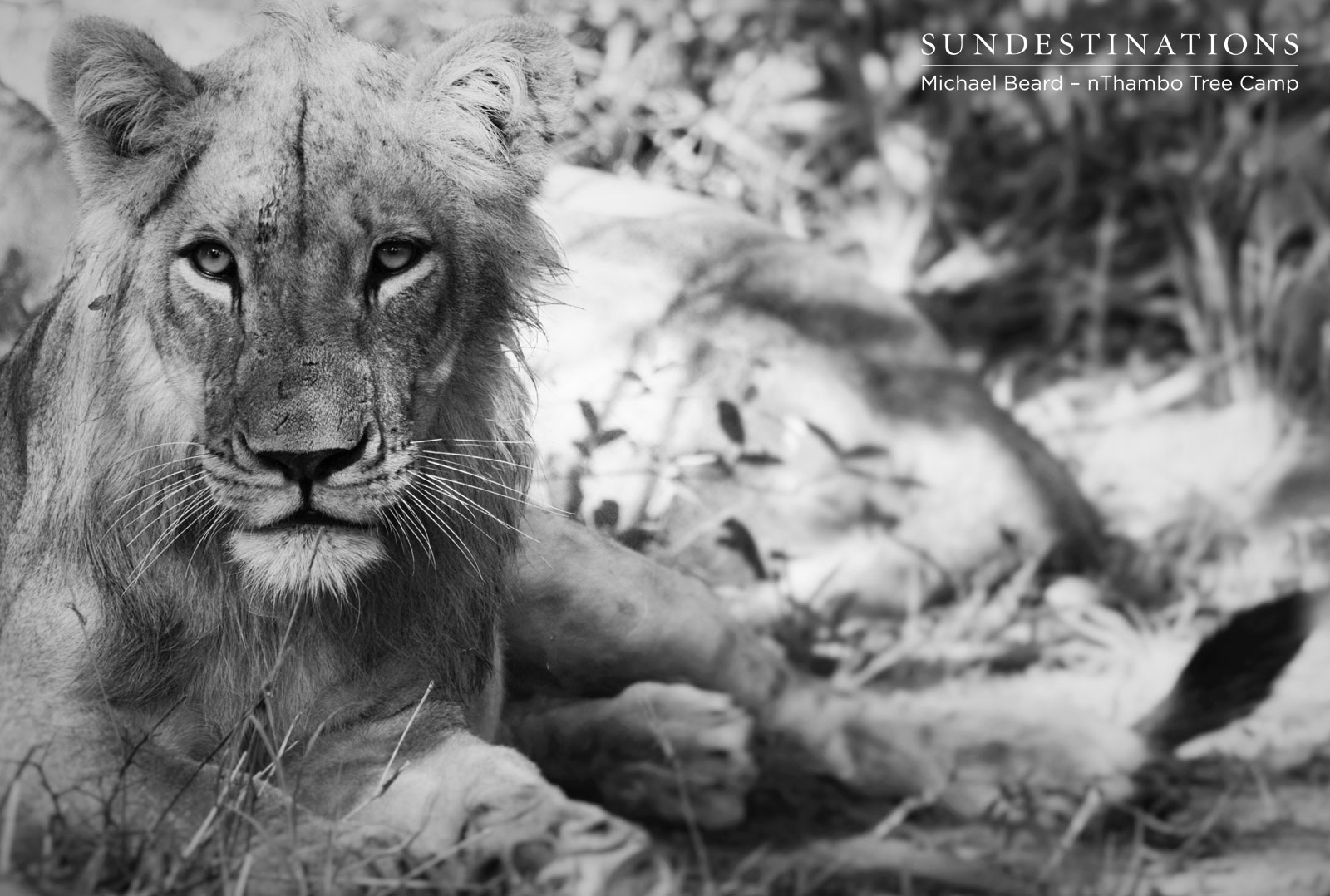 Hercules Pride nThambo