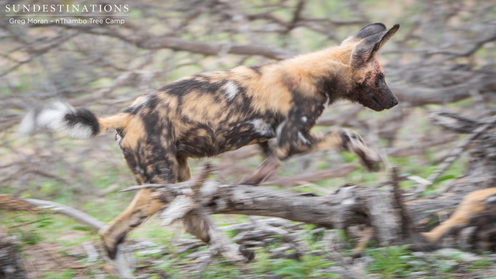 Wild Dog nThambo