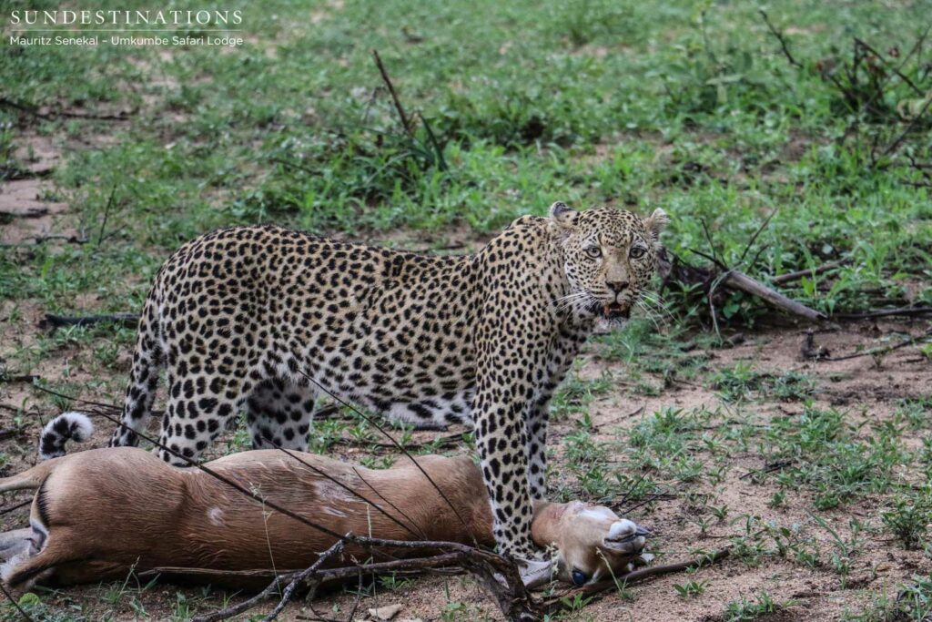 White Dam pauses to catch her breath and acknowledges her audience as she drags her prize to an appropriate tree White Dam pauses to catch her breath and acknowledges her audience as she drags her prize to an appropriate tree