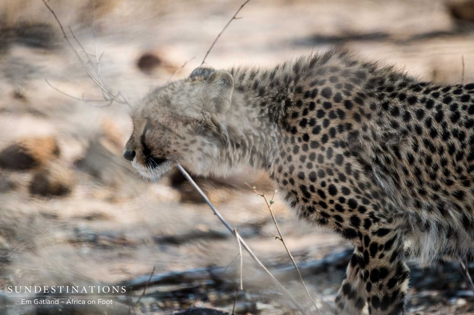 Cheetah Africa on Foot