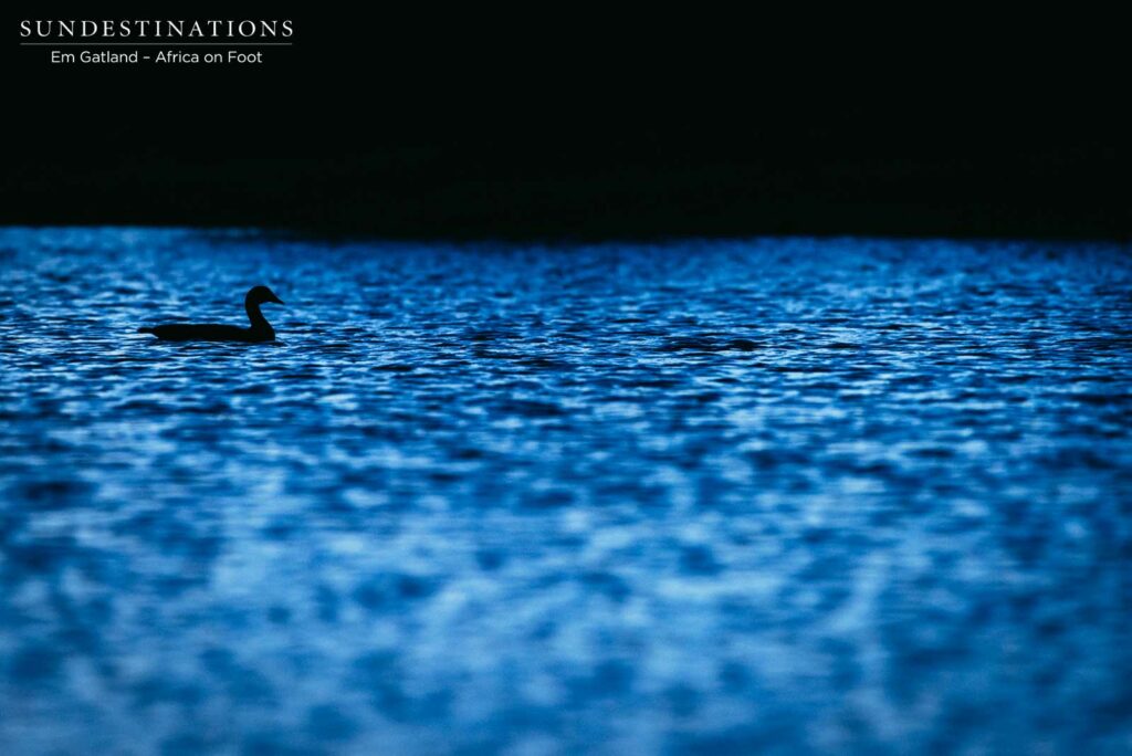Ducks Africa on Foot