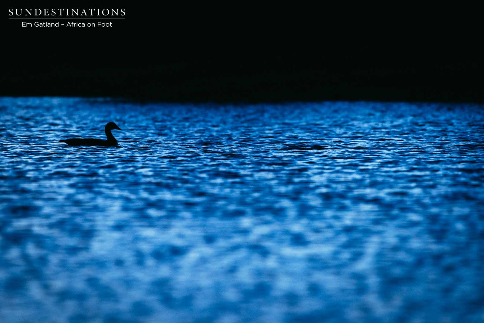 Ducks Africa on Foot