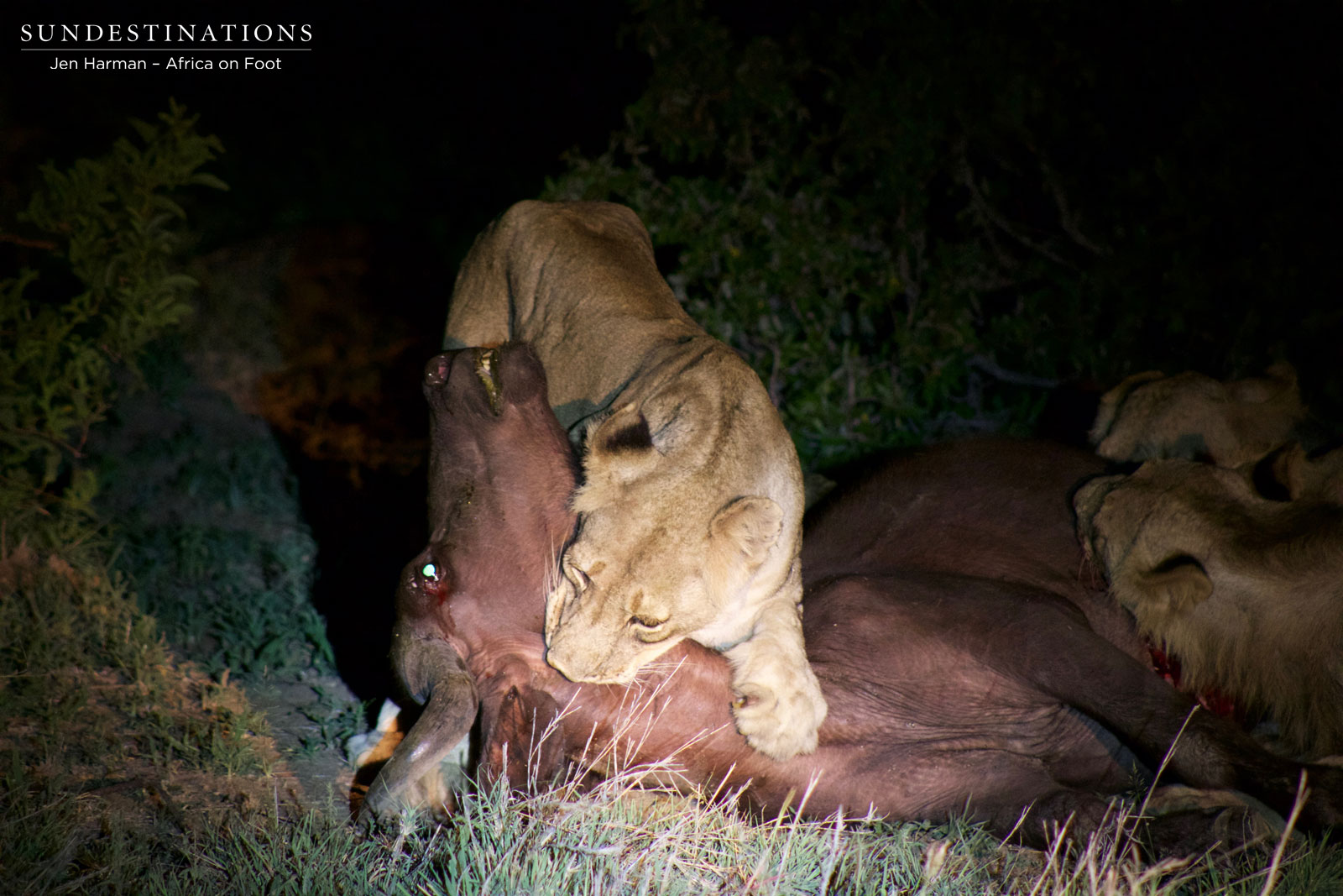 Hercules Devours Bovid