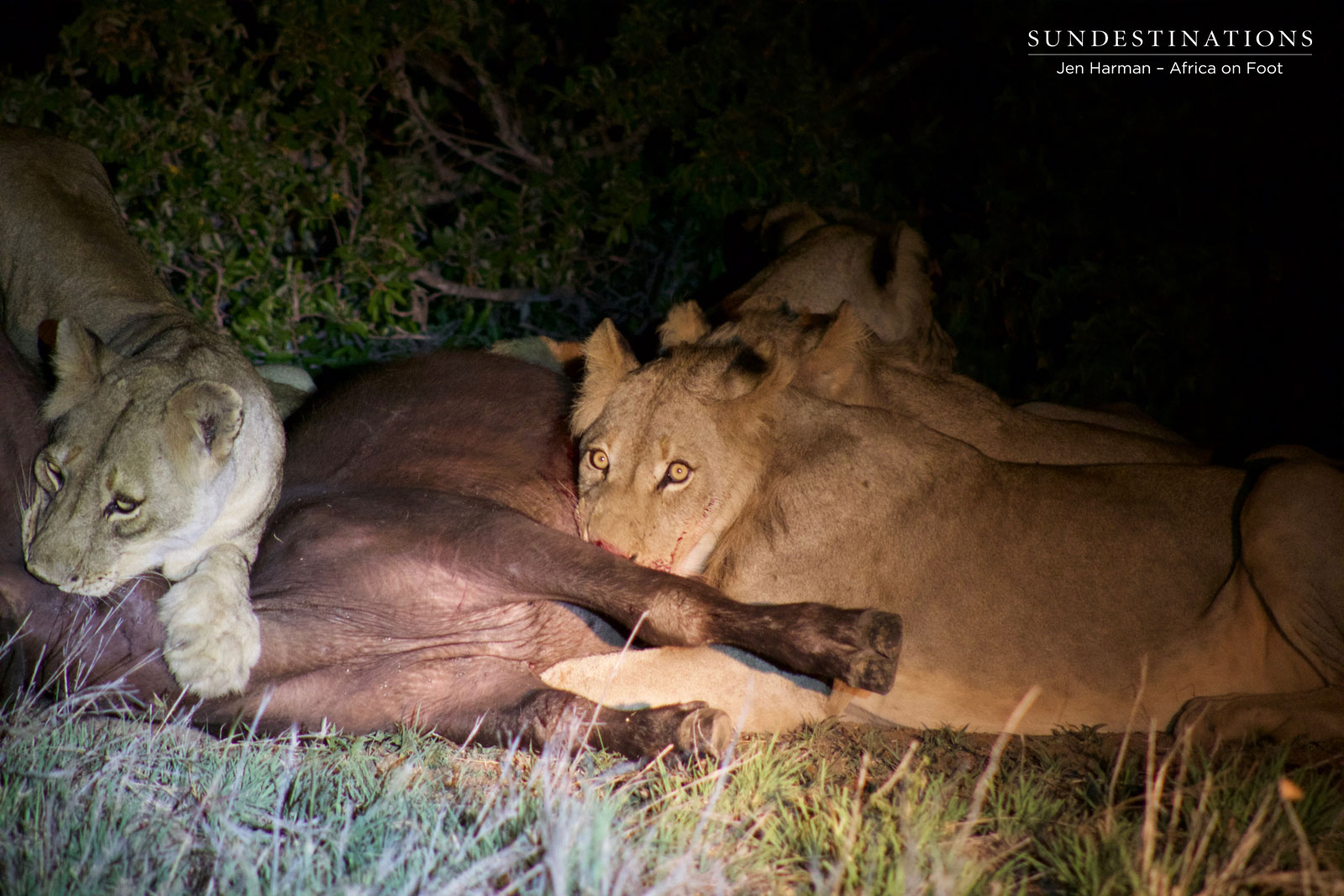Hercules Lions