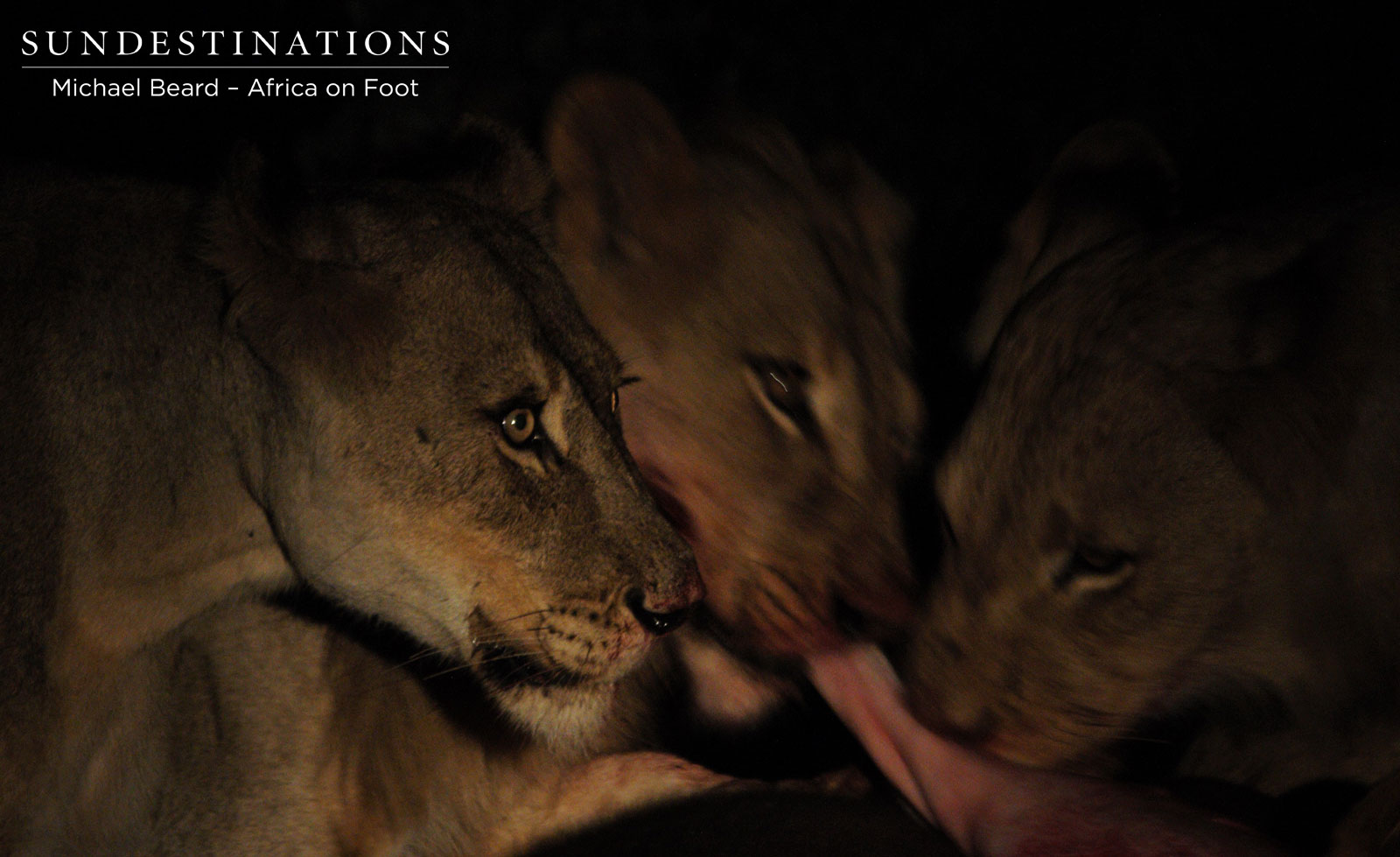 Hercules Pride Lionesses on Kill