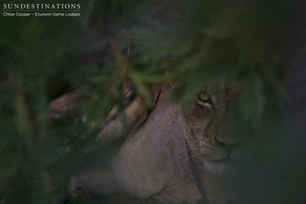 A lioness from the Mohlabetsi Pride looks at us skeptically from the shade of a weeping wattle