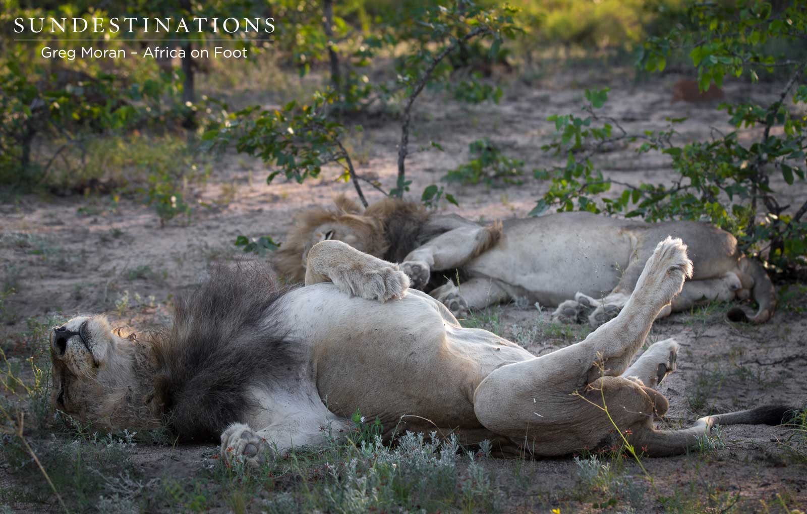 Duma Mabande Africa On Foot