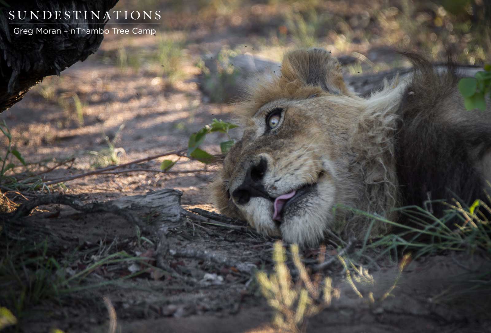 Duma and Mabande nThambo