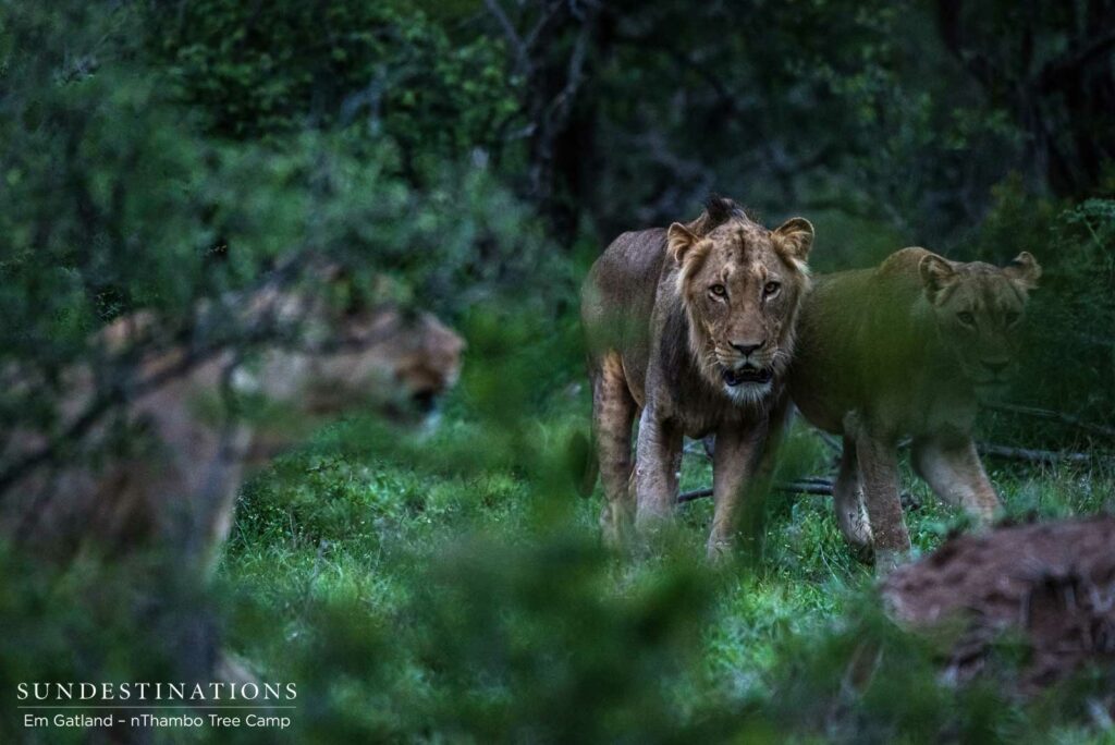 4 New lions turn up in the Klaserie